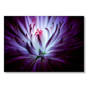 Mor Papatya Makro Çekim  Mdf Ahşap Tablo 50x70 cm