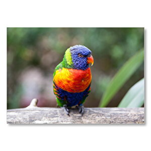 Gökkuşağı Lorikeet Papağanı  Mdf Ahşap Tablo 50x70 cm