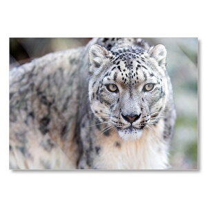 Kar Leoparı İzliyor  Mdf Ahşap Tablo 50x70 cm