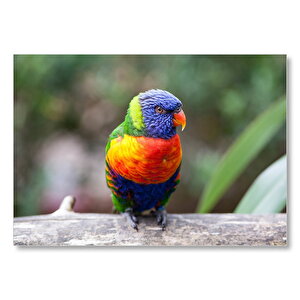 Gökkuşağı Lorikeet Papağanı  Mdf Ahşap Tablo 35x50 cm