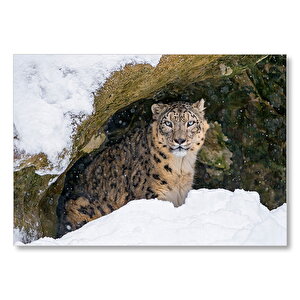 Kar Leoparı Mağaranın Ağzında  Mdf Ahşap Tablo 50x70 cm