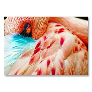 Flamingo Yakın Çekim  Mdf Ahşap Tablo 50x70 cm