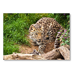 Çayırdaki Leopar Pusuda  Mdf Ahşap Tablo 25x35 cm