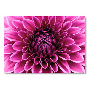 Pembe Dahlia Çiçeği Yakın Plan  Mdf Ahşap Tablo 25x35 cm