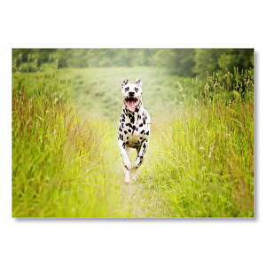 Çayırda Koşan Dalmaçyalı Köpek  Mdf Ahşap Tablo 35x50 cm