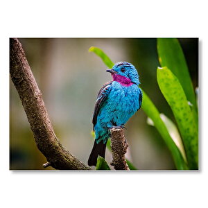 Amazon Yağmur Ormanında Mavi Cotinga  Mdf Ahşap Tablo 50x70 cm
