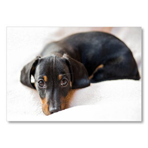 Almanya'nın Sembolü Dachsund Köpek  Mdf Ahşap Tablo 35x50 cm