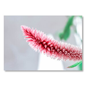 Pembe Beyaz Çiçek Makro  Mdf Ahşap Tablo 25x35 cm