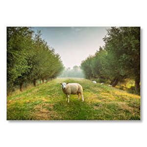 Sabah Ağaçlar Sis Ve Koyun  Mdf Ahşap Tablo 35x50 cm