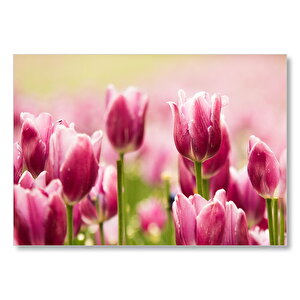 Pembe Laleler  Mdf Ahşap Tablo 25x35 cm