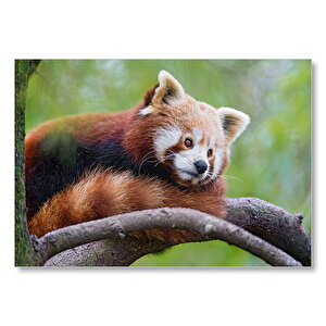 Daldaki Kızıl Panda  Mdf Ahşap Tablo