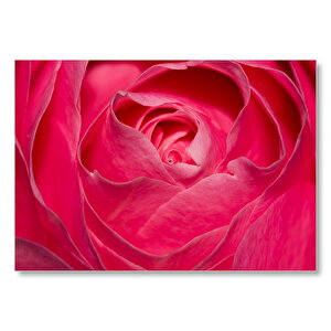 Pembe Gül Yakın Çekim  Mdf Ahşap Tablo 50x70 cm