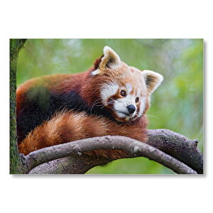 Daldaki Kızıl Panda  Mdf Ahşap Tablo 50x70 cm