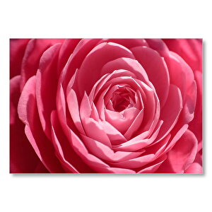 Pembe Gül Makro  Mdf Ahşap Tablo 35x50 cm