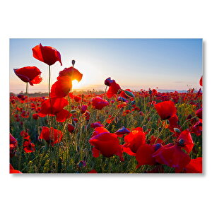 Gündoğumu Çayırda Kırmızı Gelincikler  Mdf Ahşap Tablo 35x50 cm