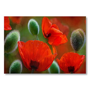 Kırmızı Gelincikler Yakın Çekim  Mdf Ahşap Tablo 50x70 cm