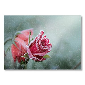 Kar Yağışı Ve Donmuş Kırmızı Gül  Mdf Ahşap Tablo 50x70 cm