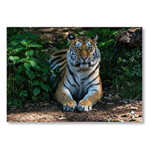Vahşi Yaşam Alanında Kaplan Yakın Çekim  Mdf Ahşap Tablo 50x70 cm