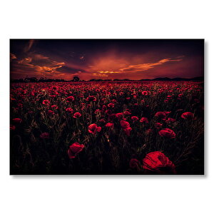Günbatımı Gelincik Tarlası Ve Kızıl Gökler  Mdf Ahşap Tablo 50x70 cm