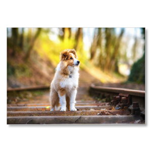Shetland Çoban Köpeği  Mdf Ahşap Tablo 35x50 cm