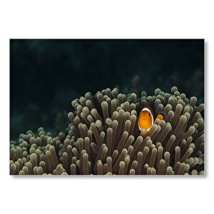 Anemonlar Ve Palyaço Balığı  Mdf Ahşap Tablo 25x35 cm