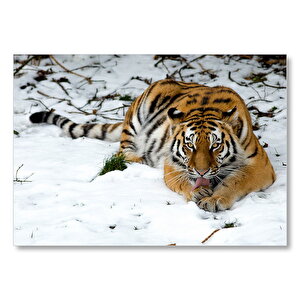 Karlar Ve Sibirya Kaplanı  Mdf Ahşap Tablo 50x70 cm