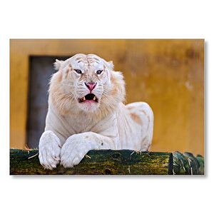 Beyaz Kaplan Agresif  Mdf Ahşap Tablo 35x50 cm