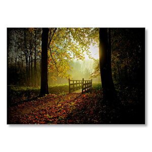 Sonbahar Orman Ağaçlar Ve Güneş Işığı  Mdf Ahşap Tablo 50x70 cm