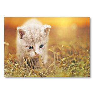 Yavru Kedi Ve Çimenler  Mdf Ahşap Tablo 35x50 cm