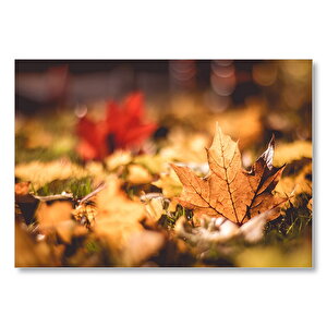 Sonbahar Çınar Yaprağı Makro  Mdf Ahşap Tablo 50x70 cm