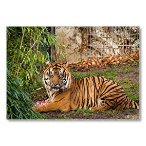 Hayvanat Bahçesinde Kaplan  Mdf Ahşap Tablo 50x70 cm