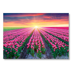 Hollanda Gündoğumunda Lale Tarlaları  Mdf Ahşap Tablo 50x70 cm