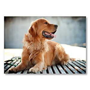 Uzun Tüylü Golden Retriever  Mdf Ahşap Tablo 25x35 cm