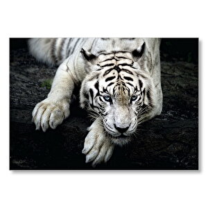 Beyaz Kaplan Uzanıyor  Mdf Ahşap Tablo 50x70 cm