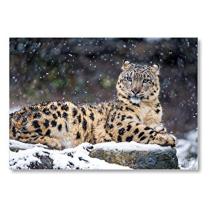 Dişi Kar Leoparı Kayalıkta  Mdf Ahşap Tablo 35x50 cm