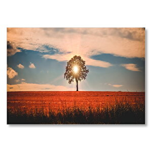 Günbatımı Çayırlar Bulutlar Ve Yalnız Ağaç  Mdf Ahşap Tablo 50x70 cm