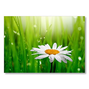 Yeşil Çimenler Papatya Ve Su Damlaları  Mdf Ahşap Tablo 25x35 cm
