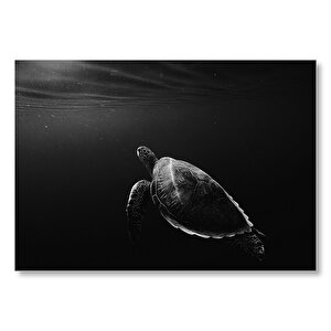 Deniz Kaplumbağası Sualtı Monochrome  Mdf Ahşap Tablo 50x70 cm
