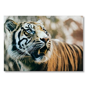 Kaplan Saldırıya Hazır  Mdf Ahşap Tablo 35x50 cm