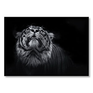 Kaplan Karanlık Mod  Mdf Ahşap Tablo 35x50 cm