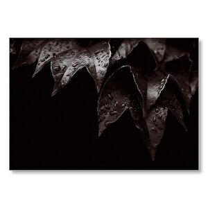 Yapraklarda Yağmur Damlaları Siyah Beyaz  Mdf Ahşap Tablo 50x70 cm
