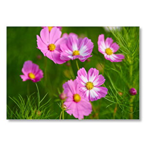 Pembe Beyaz Çiçekler  Mdf Ahşap Tablo 25x35 cm