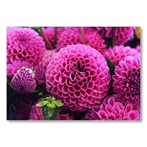 Pembe Dahlia Çiçekleri  Mdf Ahşap Tablo 35x50 cm