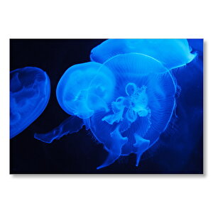 Mavi Denizanaları  Mdf Ahşap Tablo 35x50 cm