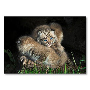 Mavi Gözlü Yavru Bobcat  Mdf Ahşap Tablo 50x70 cm