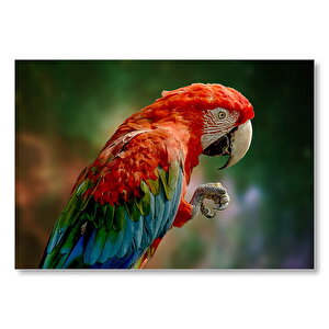 Kırmızı Mavi Papağan Ve Pençesi Flu Arka Plan Mdf Ahşap Tablo 50x70 cm