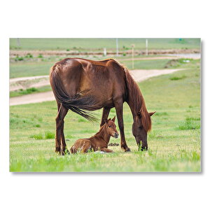 Çayırda Kahverengi Anne At Ve Sevimli Tayı Mdf Ahşap Tablo 50x70 cm