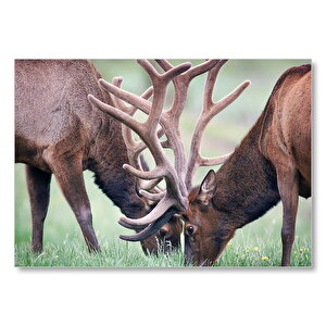 Yeşil Çayırda Otlayan Boynuzlu Geyikler Mdf Ahşap Tablo 50x70 cm