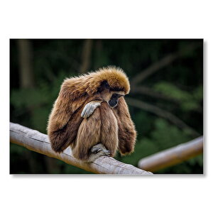 Bambu Üzerinde Dinlenen Gibbon Maymunu Mdf Ahşap Tablo 25x35 cm