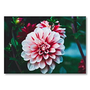 Pembe Beyaz Yıldız Çiçeği Mdf Ahşap Tablo 25x35 cm